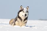SIBERIAN HUSKY 223